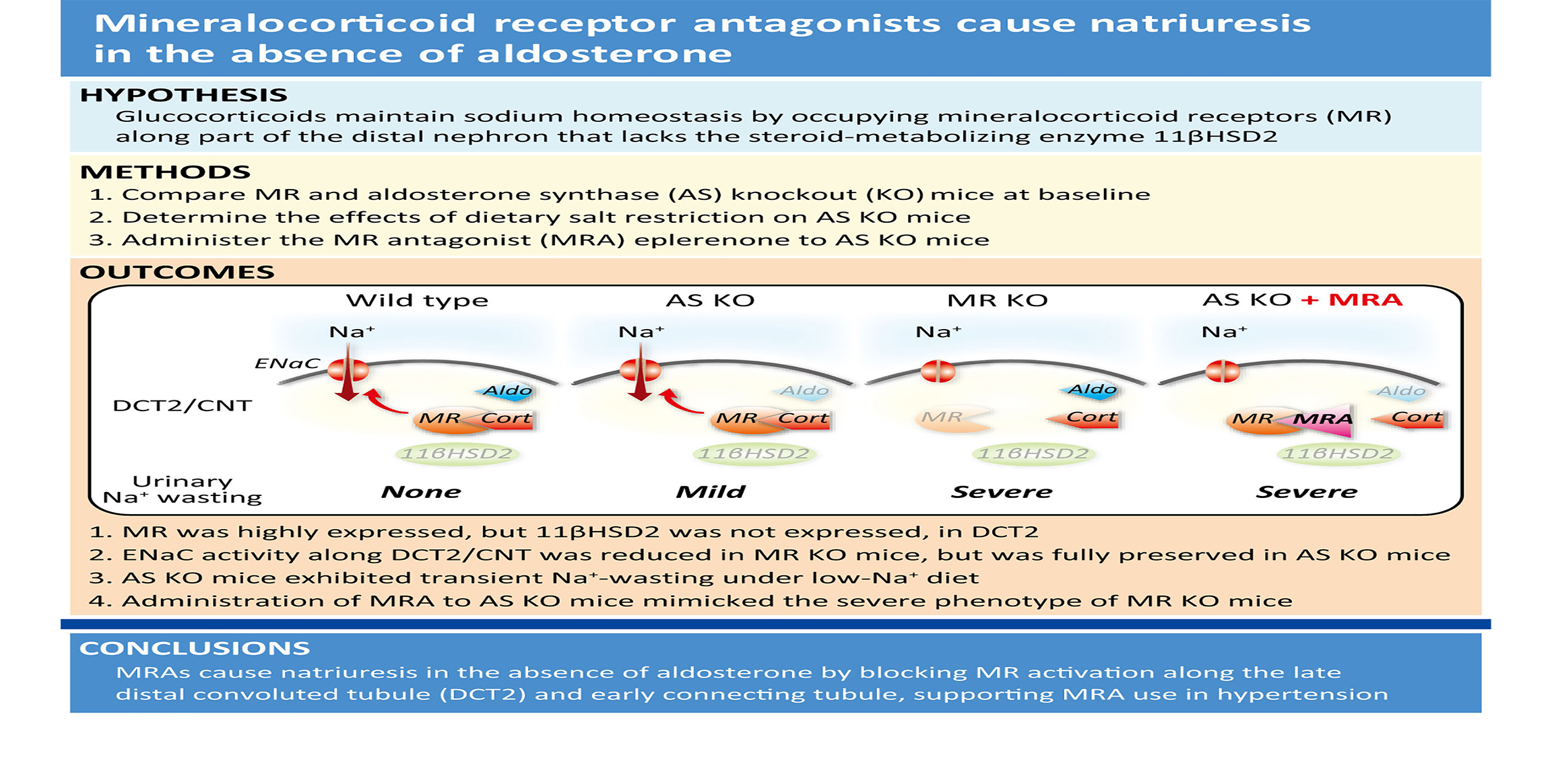 Mineralocorticoid Receptor Antagonists Cause Natriuresis in the Absence of Aldosterone